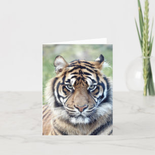 Tigre fotográfico, animais de estimação, cartão de