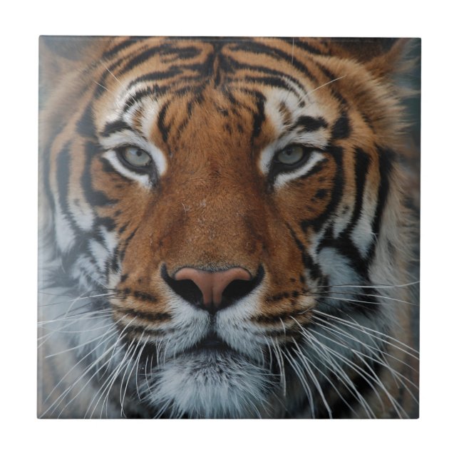 Tigre Gato Stripes Selvagem (Frente)
