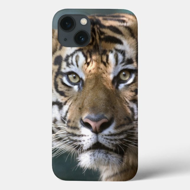 Tigre masculino de Sumatran (sumatrae de tigris do (Verso)