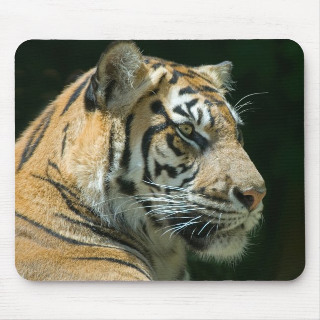 Tigre Mousepad de Sumatran (Frente)