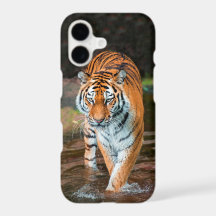 Tigre no rio