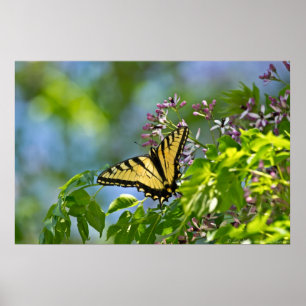Tigre Oriental Swallowtail China Berry Tree Poster
