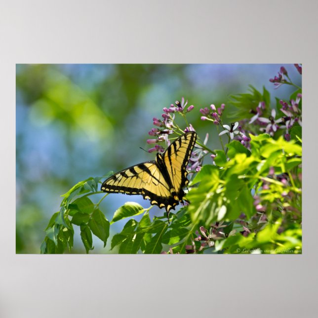 Tigre Oriental Swallowtail China Berry Tree Poster (Frente)