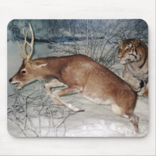 Tigre persegue o mouse pad
