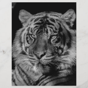 Tigre preto e branco