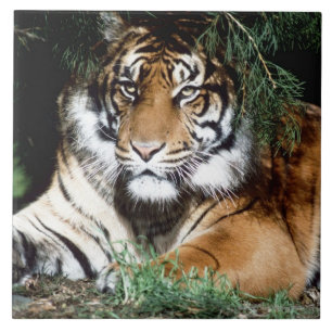 Tigre que aprecia a máscara