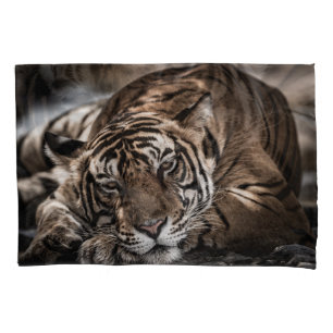 Tigre Ranthambore: arte fina de close-up.