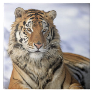 Tigre Siberian, altaica de tigris do Panthera,