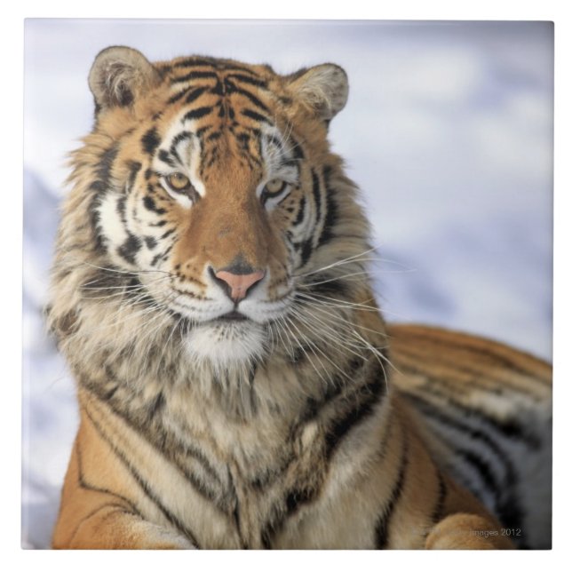 Tigre Siberian, altaica de tigris do Panthera, (Frente)