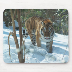 Tigre Siberian que anda na neve Mousepad