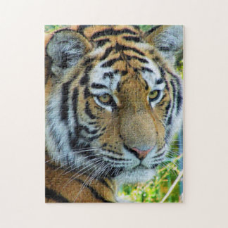 Tigre Siberian, quebra-cabeça do tigre de Amur
