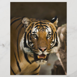 Tigre Siberiano