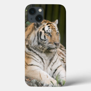 Tigre Siberiano