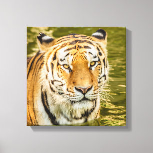 TIGRE SIBERIANO EM IMPRESSÃO DE TELA