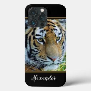 Tigre Siberiano, Tigre de Amur
