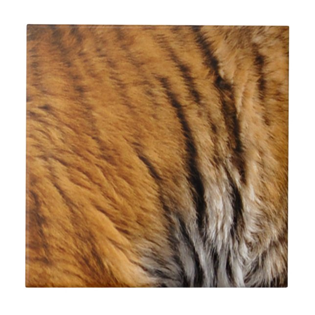 Tigre-Stripes-Big Cat Wildlife (Frente)