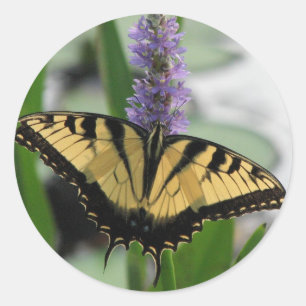 Tigre Swallowtail na etiqueta do Pickerel