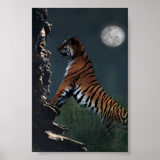 Tigres escalam poster (Frente)
