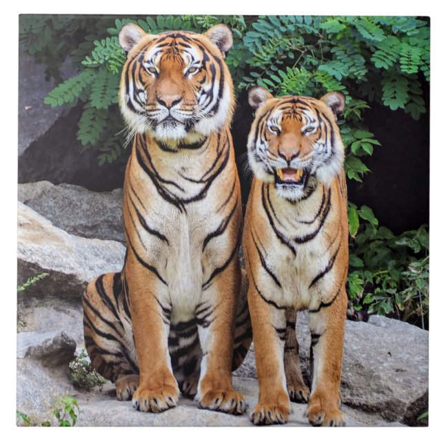 Tigres, macho e fêmea, (Frente)