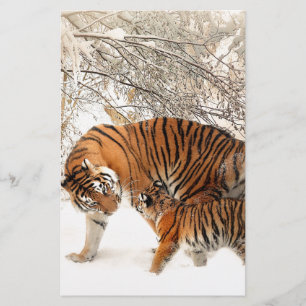 Tigres na neve