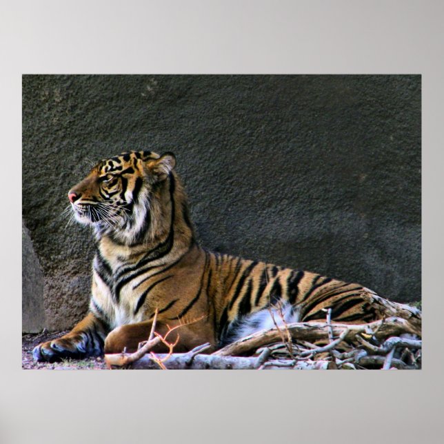 Tigress impressão (Frente)