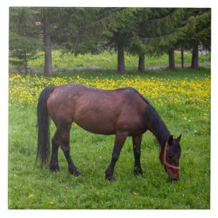 Tihuta Pass, Horse in Pasture