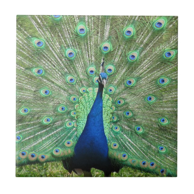 Tile - Proud Peacock (Frente)
