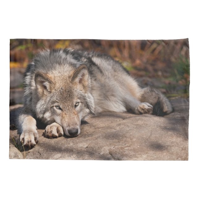 Timber Wolf (Verso)