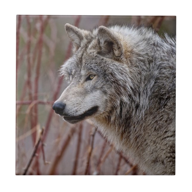 Timber Wolf  (Frente)