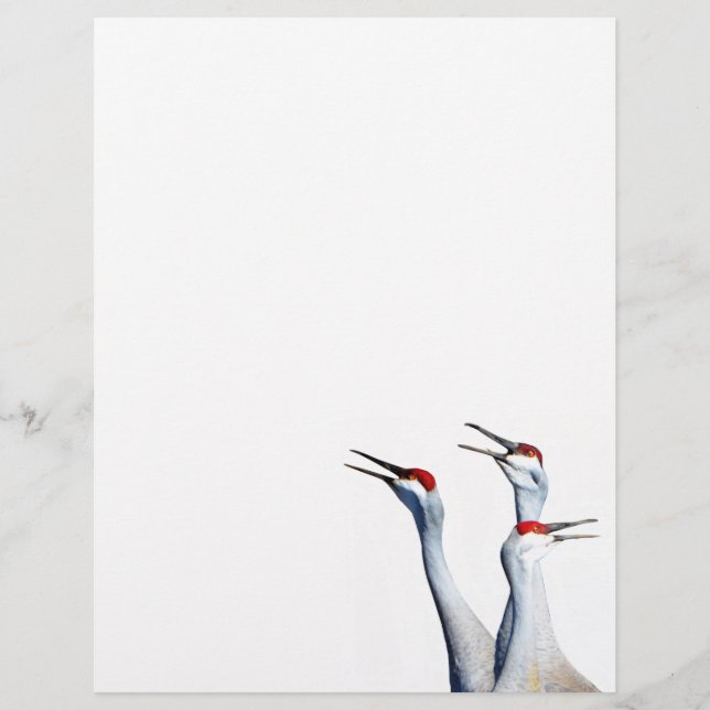 Timbrado 3 Sandhill Cranes Fotografia Papel Letterhead (Frente)