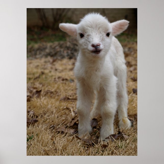Timmy the Lamb Poster (Frente)