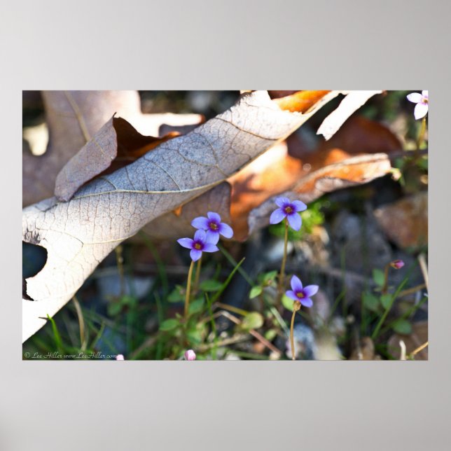Tiny Bluets in the Rust Curled Leaves Poster (Frente)