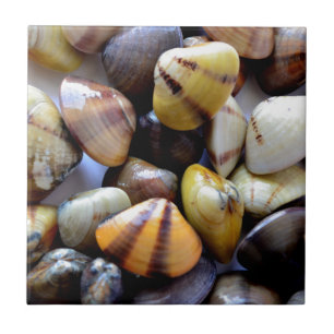 Tiny Colorful Clam Shells