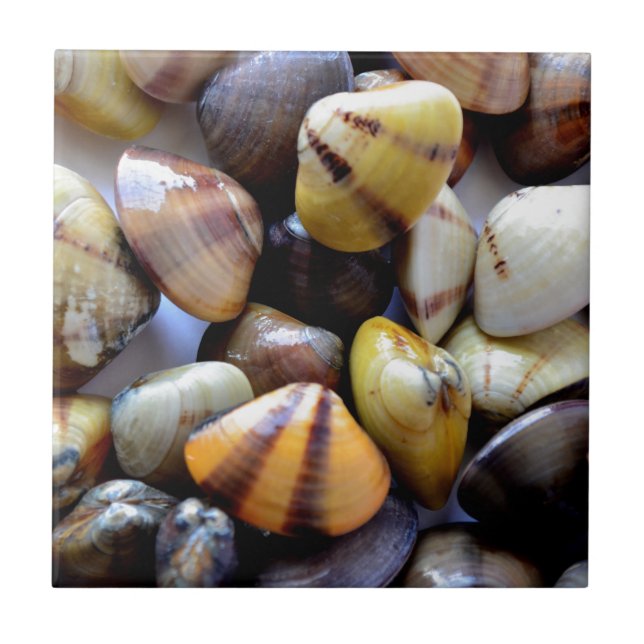 Tiny Colorful Clam Shells (Frente)