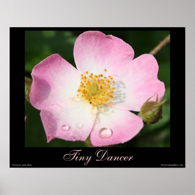 Tiny Dancer - Ballerina Rosa Fotografia Poster (Frente)