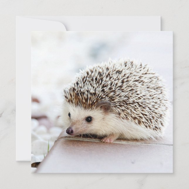 Tiny Hedgehog (Frente)