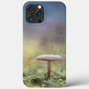 Tiny Mushroom Nature Foto