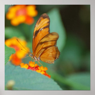 Tiny Orange Butterfly Poster