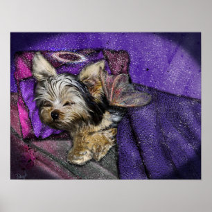 Tiny Yorkie dormindo Anjos e Poster Halo