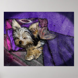 Tiny Yorkie dormindo Anjos e Poster Halo