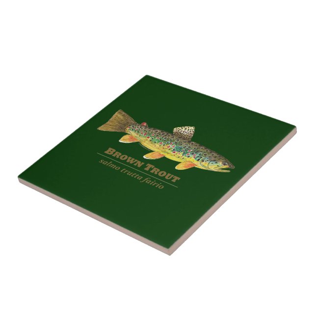 Tiologia Latina de Truta Marrom (Lateral)