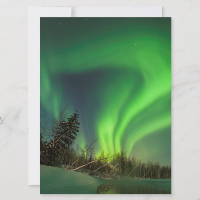 Tiping Spruce Aurora (Frente)