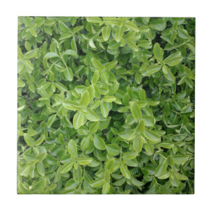 Tipo verde azulejo do arbusto da conversão da fot