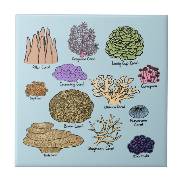 Tipos De Coral (Frente)