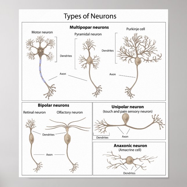 Tipos de Neuron poster (Frente)