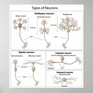 Tipos de poster do neurônio