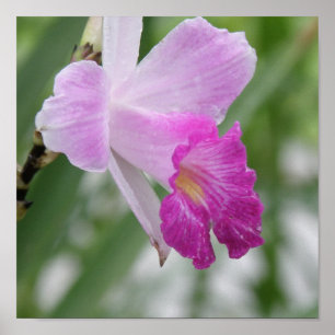 Tipos impressão da orquídea do poster