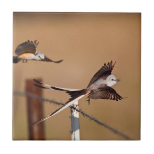 Tirano-Tesoura (Tyrannus Forficatus)