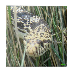 Tiro na cabeça da cobra-touro R4 na grama