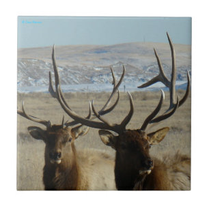 Tiro na Cabeça de E45 Bull Elk